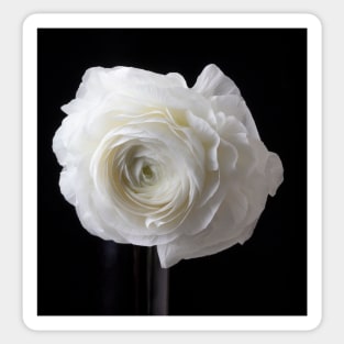 Beautiful White Ranunculus Sticker